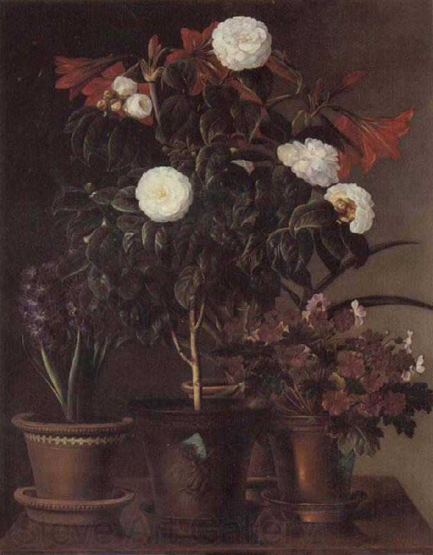 Jensen Johan Gardenia and Amaryllis Norge oil painting art